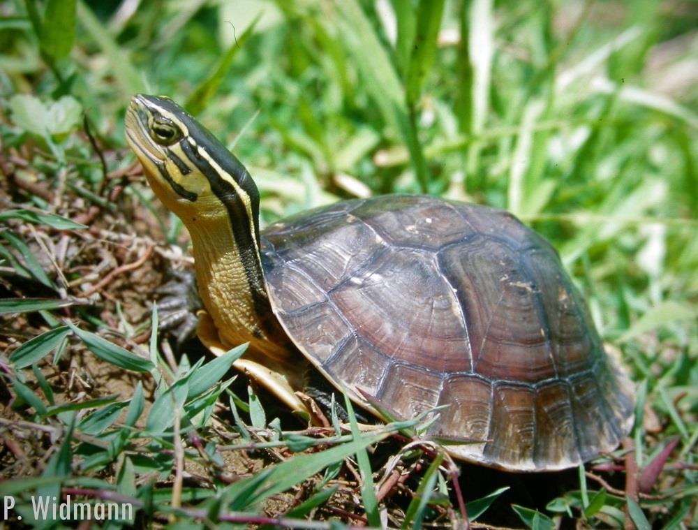 Um auf die Gefährdung dieser Schildkrötenarten aufmerksam zu machen, wählte die Zoologische Gesellschaft für Arten- und Populationsschutz e.v.