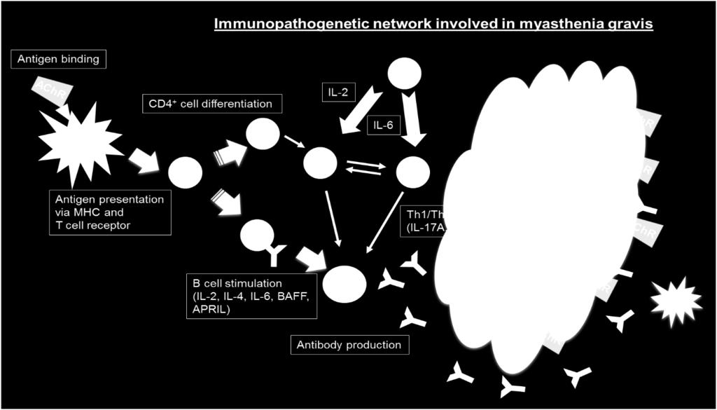 Myasthenie-spezifischer autoreaktiver T-Zellen (Priming) als Hauptursache der