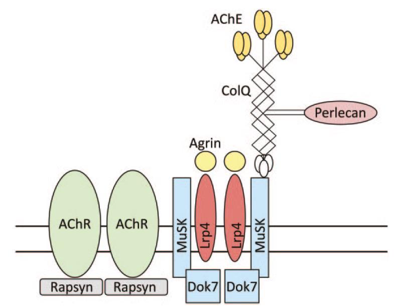 Pathophysiologie Autoantikörper Autoantikörper: Anti-AChR-Antikörper (80 %) Anti-MuSK-Antikörper (10 %) Anti-AChR-Antikörper mit niedriger Affinität Anti-LRP-4-Antikörper u.a. Achr: Acetylcholinrezeptor; MuSK: Muskel-spezifische Rezeptor-Kinase; LRP-4: low density lipoprotein receptor-related protein 4 Mod.