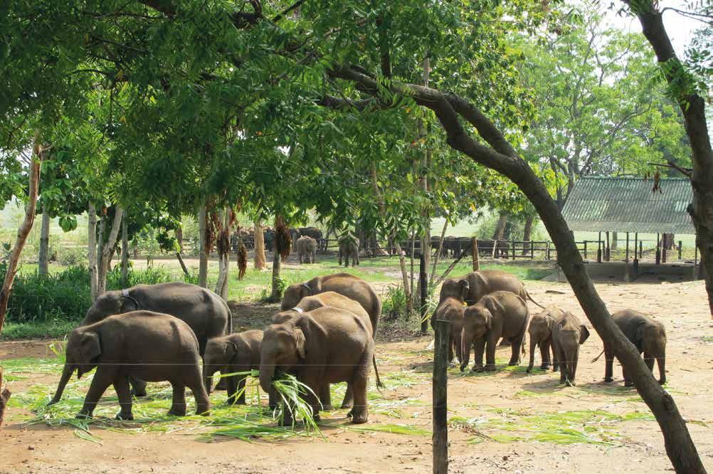 Dringen die Elefanten bei der Futtersuche auf die Felder und in die Dörfer der Landbevölkerung vor, ist der Konflikt vorprogrammiert: Er endet für die Elefanten oft tödlich.