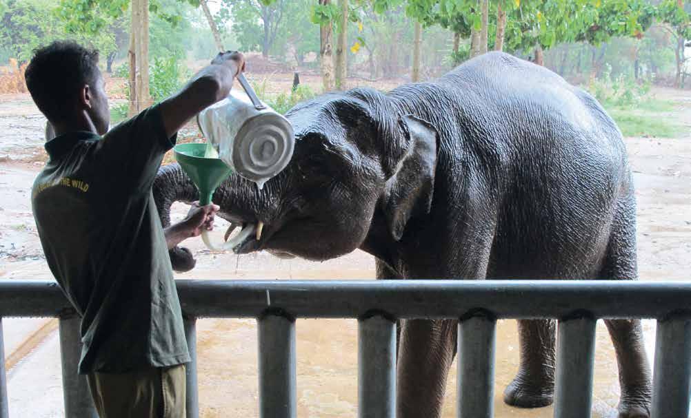 ETH Das Projekt Im Udawalawe National Park auf Sri Lanka wurde 1995 das Elephant Transit Home (ETH) gegründet.