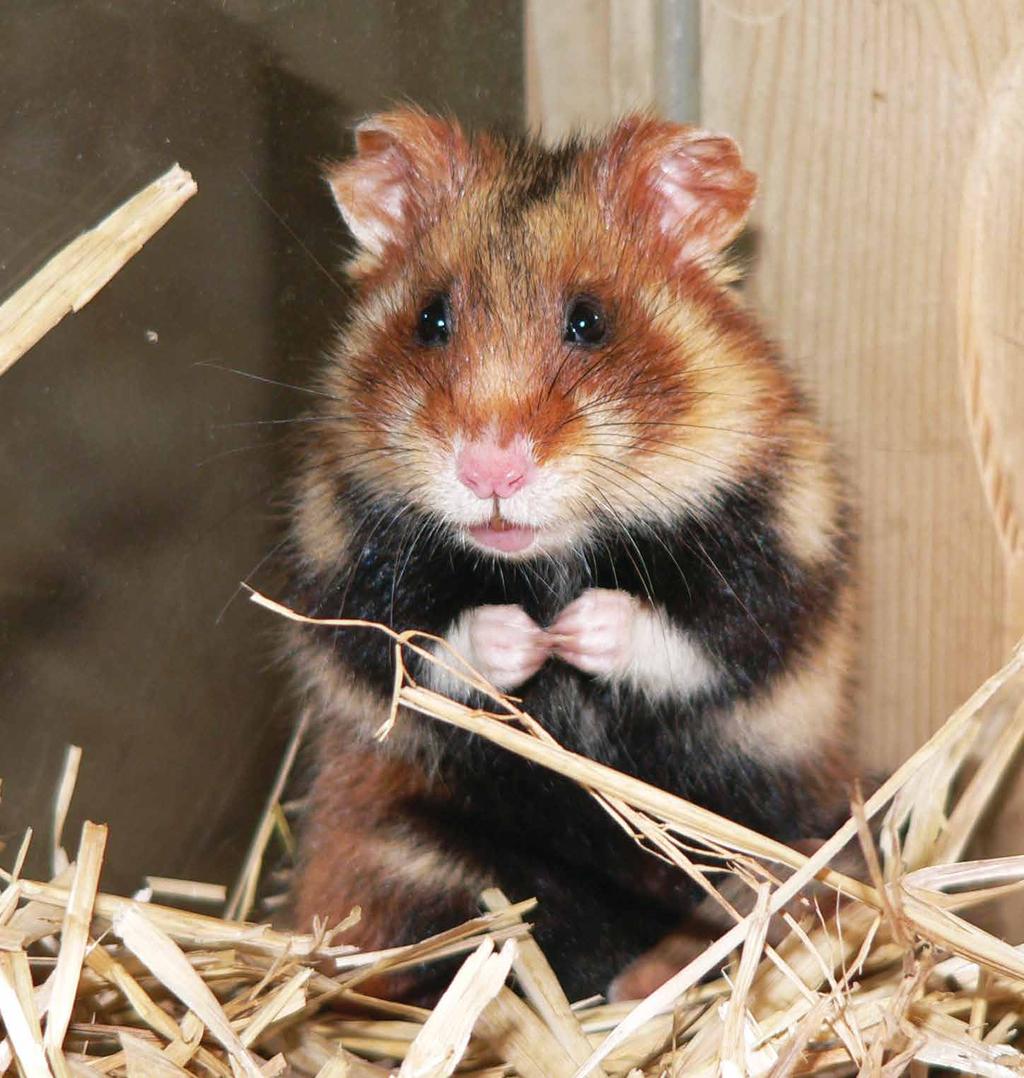Inzwischen ist der Hamster vom Aussterben bedroht und in weiten Teilen Deutschlands bereits ausgerottet.