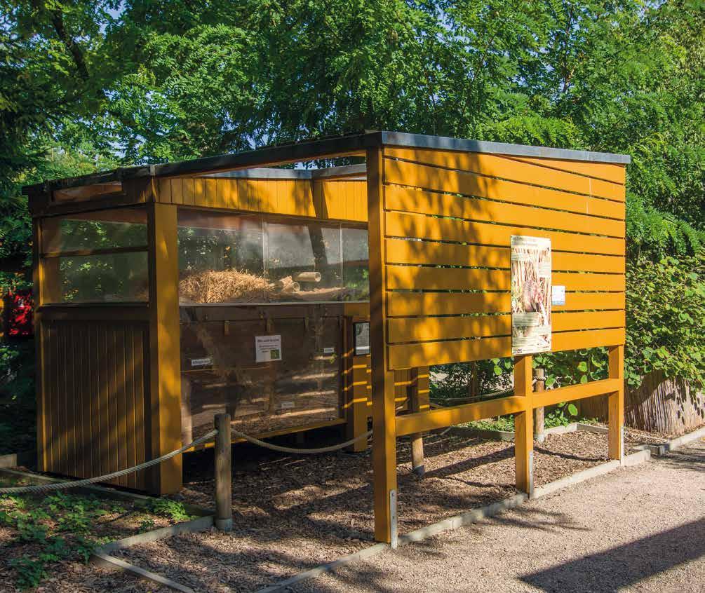 Auf dem Zoogelände befindet sich das Artenschutz- Zentrum Feldhamster. Die Station liegt abseits des Besucherverkehrs, weil Hamster für eine erfolgreiche Zucht viel Ruhe benötigen.