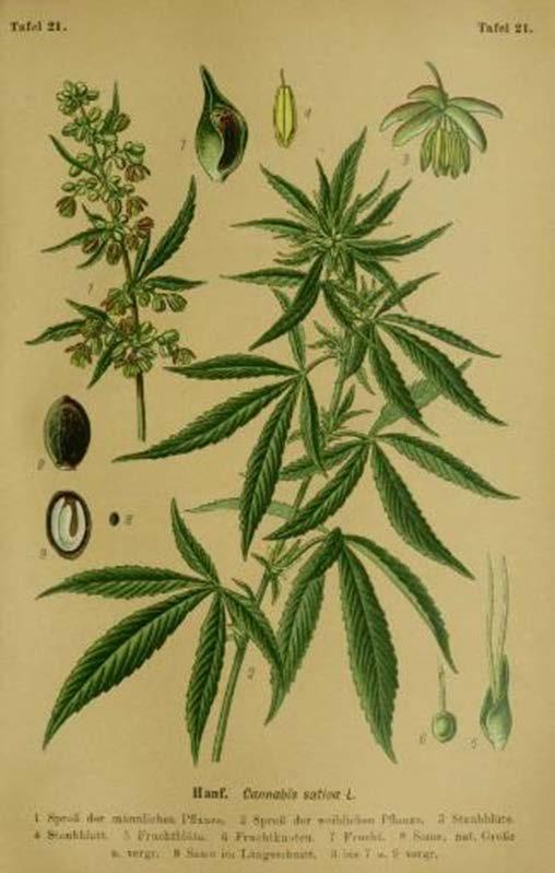 Cannabis &