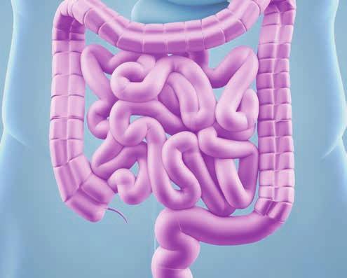 Der Darm - ein echtes Multitalent Bakterien wichtige Helfer des Darms Der Darm ist mit seinen bis zu sieben Metern Länge das größte Organ des Menschen.