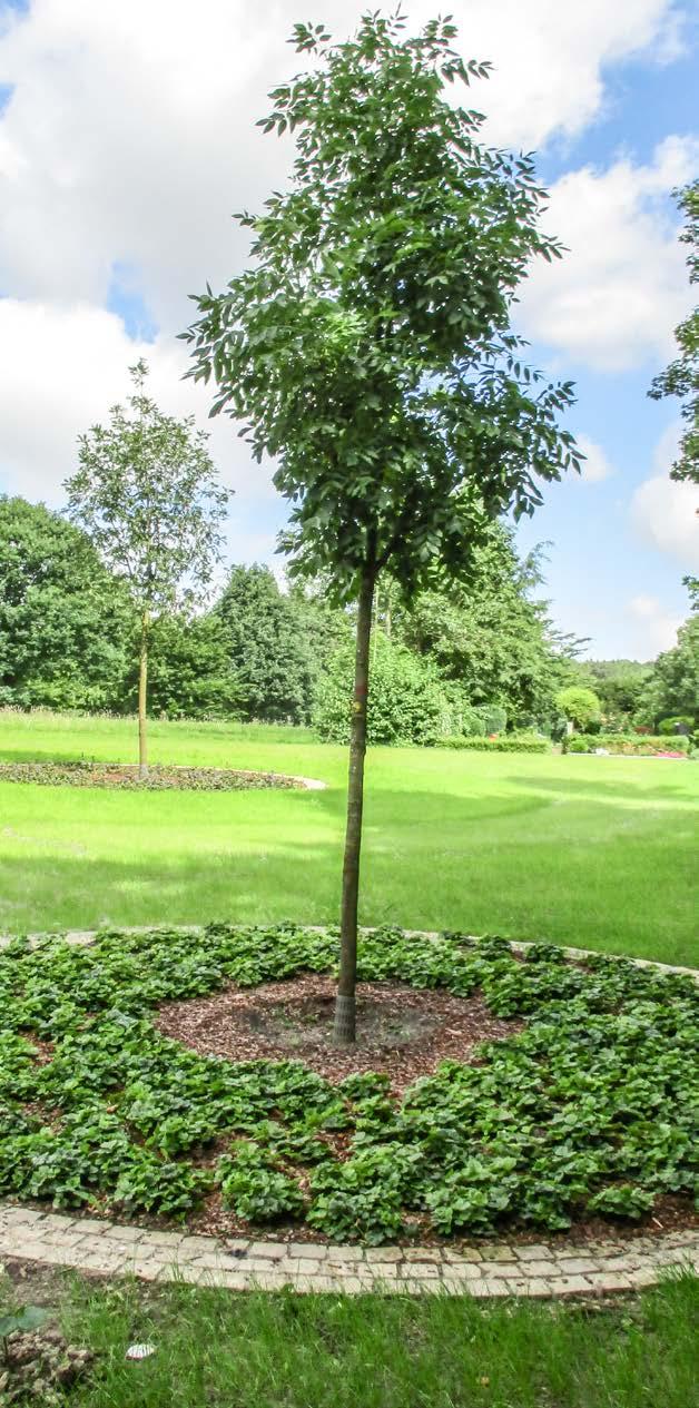 Baumgrabstätten für Erd- und Urnenbestattung Baumgrabstätten befinden sich in freundlich gestalteten Parkanlagen, die von alten Bäumen sowie Jungbäumen und weitläufigen Rasenflächen geprägt sind.