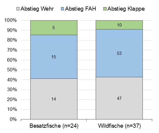 Absteiger an der Wasserfassung Hüttau (Okt. 2017 - Mai 2018) PIT Monitoring Fritzbach - Ergebnisse 64 Fische (davon 15 Besatzfische) wandern über die FAH auf.