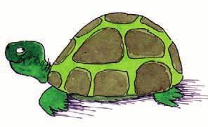 3. La tartaruga è verde. L_ tartarughe. 4.