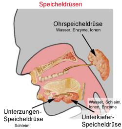 Verdauung beginnt im Mund In den Schleimhäuten sind auch viele tausend kleine Speicheldrüsen verstreut (ca. 8%). Die Hauptmenge an Speichel ( ca. 0.