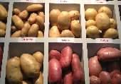 harvest/hectare Kartoffeln 30 % mehr
