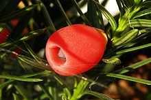 Eibe Taxus baccata Alle Teile der Pflanze und das Samenkorn. Roter Samenmantel ungiftig! Taxin,-höchster Gehalt im Januar!