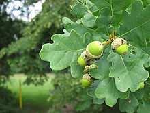Rinde, grüne Teile der Pflanze besonders frische Früchte (Eicheln) Bei größerer Aufnahme der Eicheln-ca.120 mg/kg Vergiftungen und Todesfälle bekannt.