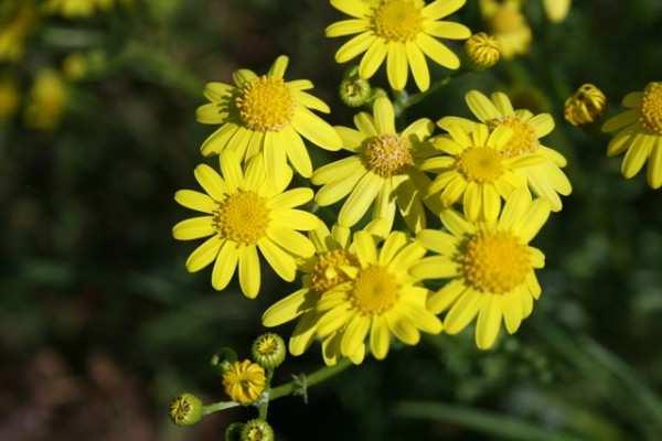 Kreuzblättrige Wolfsmilch Euphorbia lathyris Kreuzkraut Senecio spec. Alle Pflanzenteile Senkirkin, N-Oxid Pyrrolizidin-Alkaloide Ab 5% der frischen Pflanze ist tödlich.