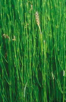 palustris Magnoflorin, Protoanemonin, Saponine Sumpf-Schachtelhalm Equisetum palustre Grüne Teile der Pflanze Thiaminase, Nikotin, Aconitsäure, Palustrin, Oxalsäure 20% des Raufutters mit