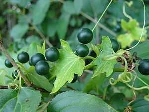 Grüne Teile der Pflanze, besonders Samen 400mg/kg Körpergewicht Auf nährstoffreichen, feuchten Böden im Tiefland Blutiger Durchfall, Kolik, Krämpfe, Kreislaufkollaps, Herzrhythmusstörungen, Blutiger