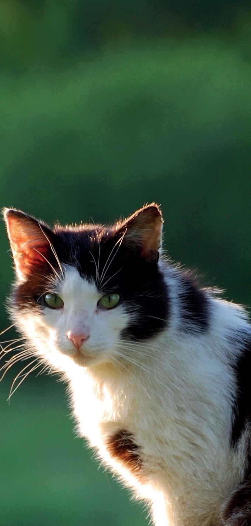 Eine Zukunft für Katzen Das PFOTENHILFE Streuner-Projekt Tierfreunde, die von einer Katzenpopulation in ihrer Region wissen oder diese sogar selbst versorgen, können sich an den Verein PFOTENHILFE