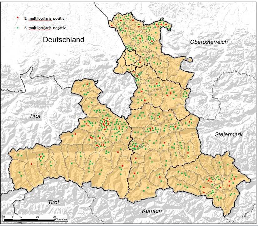 Seite 15 zu finden. Abbildung 1: Graphische Darstellung der im Zuge der Fuchsbandwurmstudie eingesandten Füchse aus dem Bundesland Salzburg mit positiven und negativen Untersuchungsergebnis.