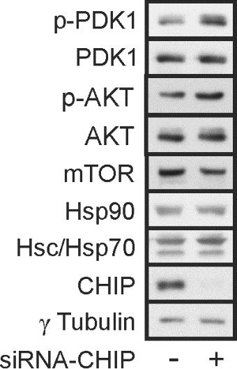 6.2.2 Depletion von CHIP führt zur verstärkten Aktivierung des Insulin Signalwegs CHIP ubiquitiniert p-akt und CHIP Depletion führt zur erhöhten p-akt Proteinmenge (Su et al., 2011; Abbildung 6.7).