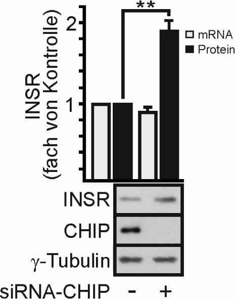 6 Ergebnisse (Slotman et al., 2012). Demnach könnte der Insulinrezeptor (INSR) selbst das CHIP-Substrat sein, welches PDK1 und weiter untenstehende Komponenten des Insulinsignalwegs beeinflusst.
