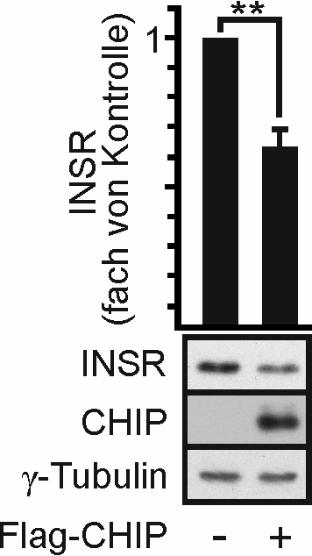 wurden HEK293-Zellen transient mit CHIP cdna unter der Kontrolle des CMV-Promoters transfiziert. Die Überexpression von CHIP führte zu einer signifikanten Reduzierung des INSR- Proteins.