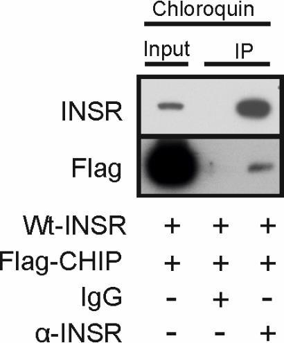 6 Ergebnisse gleichzeitiger Überexpression beider Komponenten keine Interaktion nachweisbar war (Daten nicht gezeigt). Abbildung 6.11: CHIP interagiert mit dem Insulinrezeptor in-vivo.