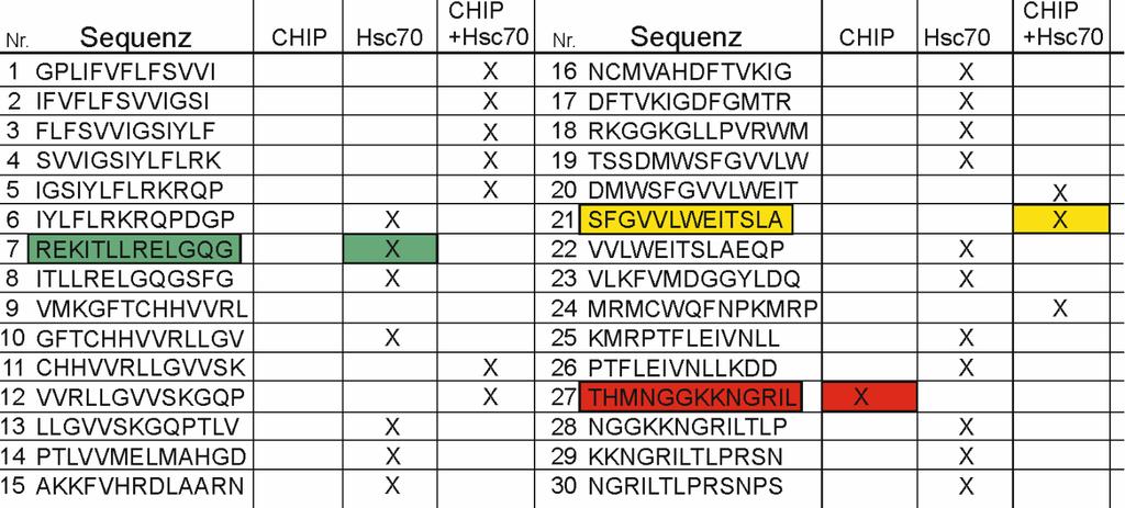 Abbildung 6.12: Identifikation der Bindestellen von CHIP und Hsc70 im Insulinrezeptor.