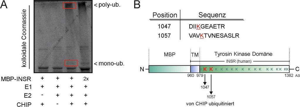 6.2.8 Identifikation der ubiquitinierten Lysinreste im INSR mittels Massenspektrometrie CHIP ubiquitiniert den INSR in-vitro (Abschnitt 6.2.7).