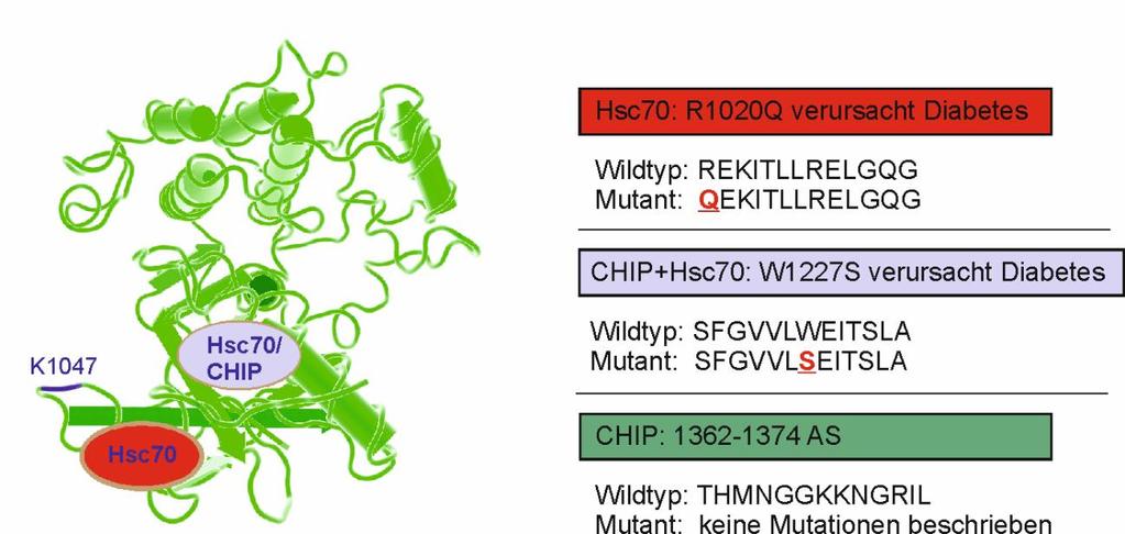 6 Ergebnisse Bindestellen in der dreidimensionalen Struktur des INSR-Proteins in Relation zu den Lysinresten, welche CHIP-abhängig ubiquitiniert werden (Abschnitt 6.2.8).