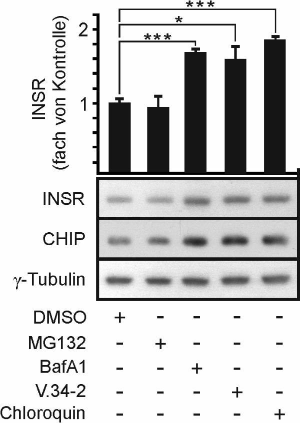 6 Ergebnisse INSR auf Proteinebene zur Folge. Die CHIP-Proteinmenge blieb ebenso unverändert. Demnach konnte das Ubiquitin-Proteasom-System ( UPS ) als Abbauweg für den INSR ausgeschlossen werden.