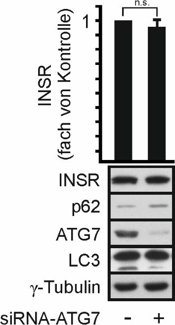 Demnach kann abschließend gesagt werden, dass der INSR in HEK293-Zellen über den autophagisch-lysosomalen Weg abgebaut wird und dass CHIP ebenfalls über den autophagischlysosomalen Weg reguliert wird.