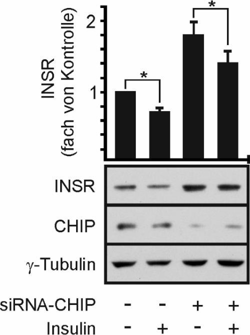 6 Ergebnisse vergleichbar zu Kontrollzellen. Demnach übt Insulin keinen Einfluss auf den CHIP-induzierten Abbau des INSR aus. Abbildung 6.21: Der CHIP-induzierte INSR-Abbau ist Insulin-unabhängig.