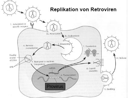 Retroviren Onkogene RNA-Viren Retroviren = RNA-Viren, die Zellen transformieren können " besitzen entweder eigene virale Regulatorgene (Onkogene (v-onc)) od. aktivieren zellspezif.