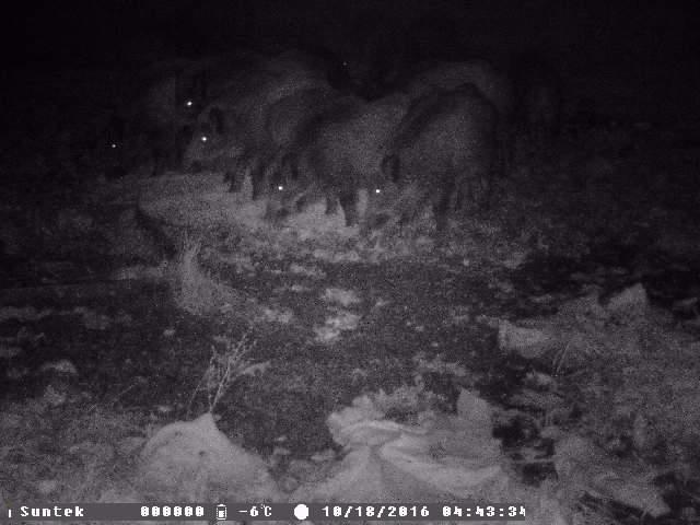Verhalten und Lebensweise Wildschweine sind nachtaktive Tiere, die nur nachts auf Nahrungssuche gehen.