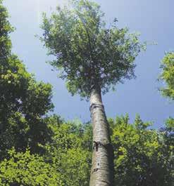 «Wir streben eine hohe Artenvielfalt an» In dieser Jahreszeit arbeiten die Forstwarte vom Forstrevier Schauenburg hauptsächlich im Jungwald.