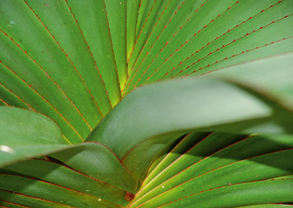 PATENPFLANZEN Im Masoala Regenwald, der grössten Ökosystemhalle Europas, gedeihen über 10 000 Pflanzen. Darunter viele bekannte Nutzpflanzen wie Kakao, Papaya und Mango, aber auch einige Raritäten.