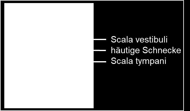 4 Das Innenohr (»Auris interna) Lage: im knöchernen Labyrinth des Felsenbeins mit Perilymphe gefüllt, darin eingebettet sind mit Endolymphe gefüllte membranöse Strukturen Besteht aus drei Abschnitten