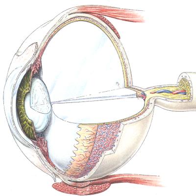 Neues Messkonzept 9.1 Anregung von Augenbewegungen durch den intraokularen Puls 9.1.1 Medizinische Grundlagen Das Auge muss, wie alle anderen Organe, ständig mit ausreichend Sauerstoff versorgt werden.