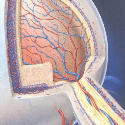 Anregung von Augenbewegungen durch den intraokularen Puls Die Versorgung der Sehzellen erfolgt von zwei Seiten.