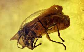Geschichte und Verwandtschaft Wie lange gibt es schon Insekten?