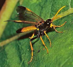 Geschichte und Verwandtschaft Die ersten Flieger Insekten waren die ersten Tiere auf der Erde, die fliegen konnten.
