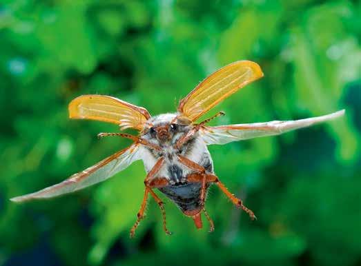 Bei Käfern sind die Vorderflügel feste Flügeldecken. Sie werden im Flug starr gehalten und wirken wie Tragflächen bei einem Flugzeug.