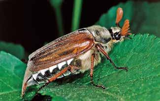 Kein anderes Tier ist so gut gepanzert wie ein Käfer selbst ein Panzernashorn nicht mit seiner dicken Haut.