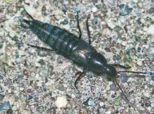 Kurzdeckenkäfer haben wie Ohrwürmer kurze Flügeldecken. Käfer haben jedoch keine Zange am Hinterleib.
