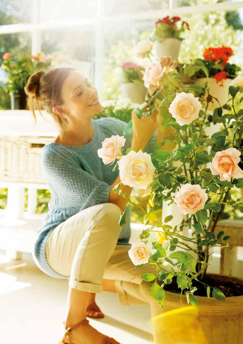 Anzeige Foto: Foto: djd/bayergarten.de Für Königinnen nur das Beste Rosen richtig pflegen und dauerhaft vor Schädlingen schützen (djd).