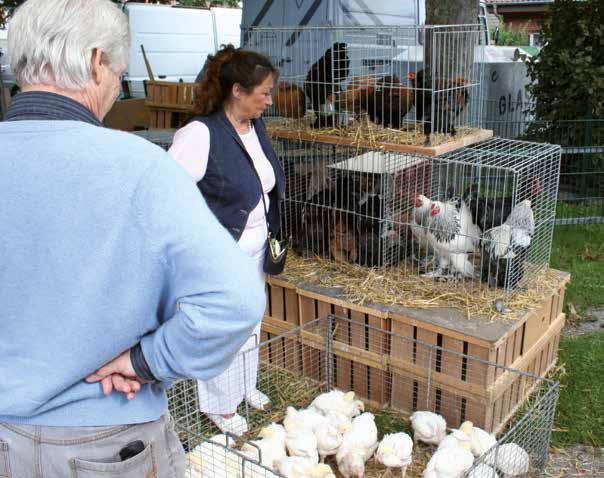 Bullenschätzen, Erbsensuppe Landmaschinen und Kaninchen Lippborger Markt verwandelt sich in eine Marktwiese Hunde und Pferde brauchen Hilfe Tierphysiotherapie und