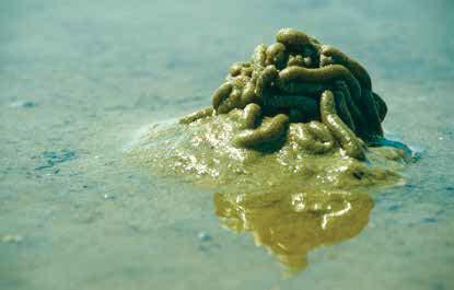 In einem U-förmigen Gang 2 Zentimeter tief im Boden wohnt der Wattwurm.