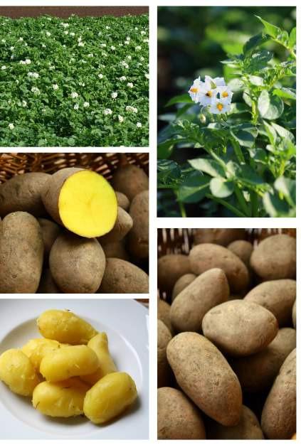 Vorteile von Kartoffelstärke beim Einsatz in der Nahrungsmittelindustrie hochviskose Lösung Feuchtigkeitsentzieher bei bestimmten