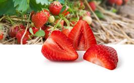 geraffelt Erdbeeren halbiert 2. 2. 33