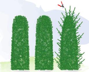 Pflanzschnitt von Laubhecken (Abb. 9) und Heckenkoniferen (Abb. 10) So ist es richtig: Bei Heckenpflanzen mit einem Leittrieb (Heister) werden alle Triebspitzen angeschnitten.