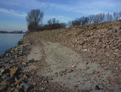 Zusammenfassung und Ausblick Mit dem Naturversuch am Rhein werden verschiedene technisch-biologische Ufersicherungen in situ unter den Bedingungen einer viel befahrenen Wasserstraße mit großen
